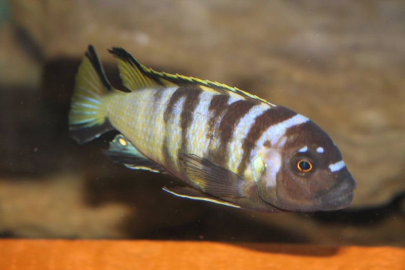 Maylandia melissa 'Chirwa Island'